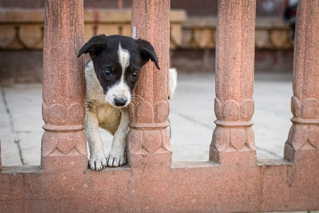 Small Indian street dog puppy or stray pariah dog puppy in railings, Jodhpur, India, 2022