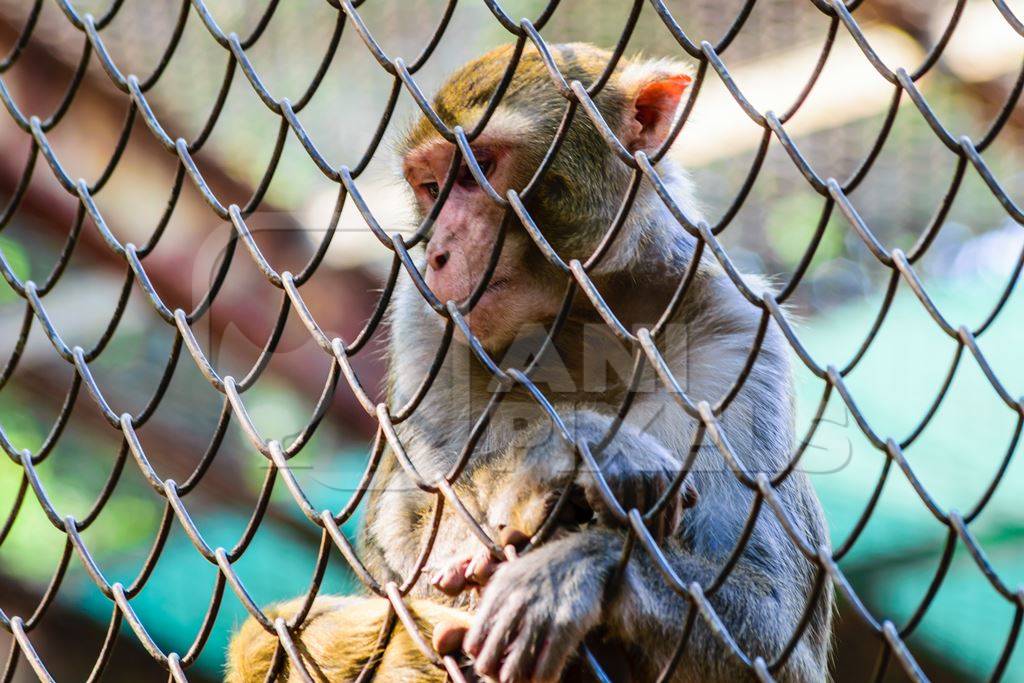 Sad macaque monkey behind fence in cage in Byculla zoo