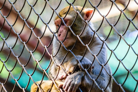 Sad macaque monkey behind fence in cage in Byculla zoo