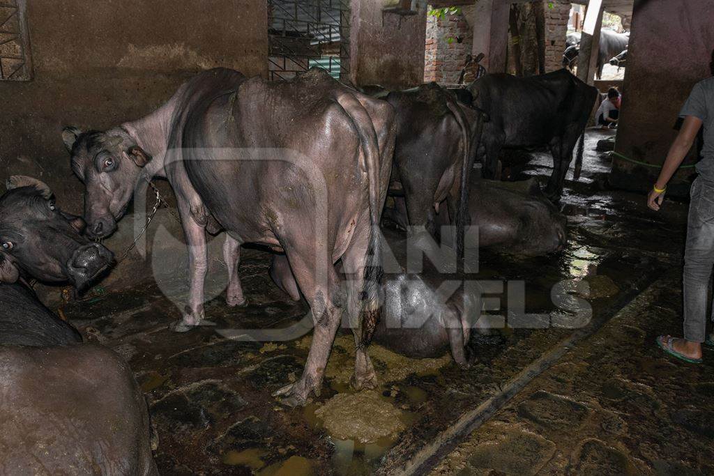 Farmed buffaloes chained up in a dark underground basement in a dirty urban dairy, Maharashtra, India, 2017