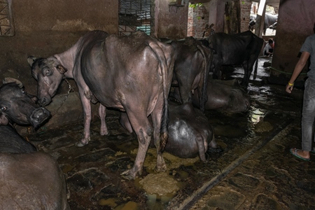 Farmed buffaloes chained up in a dark underground basement in a dirty urban dairy, Maharashtra, India, 2017