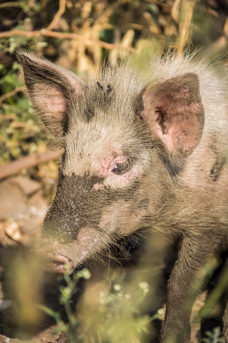 Feral pink pig with muddy face in the city
