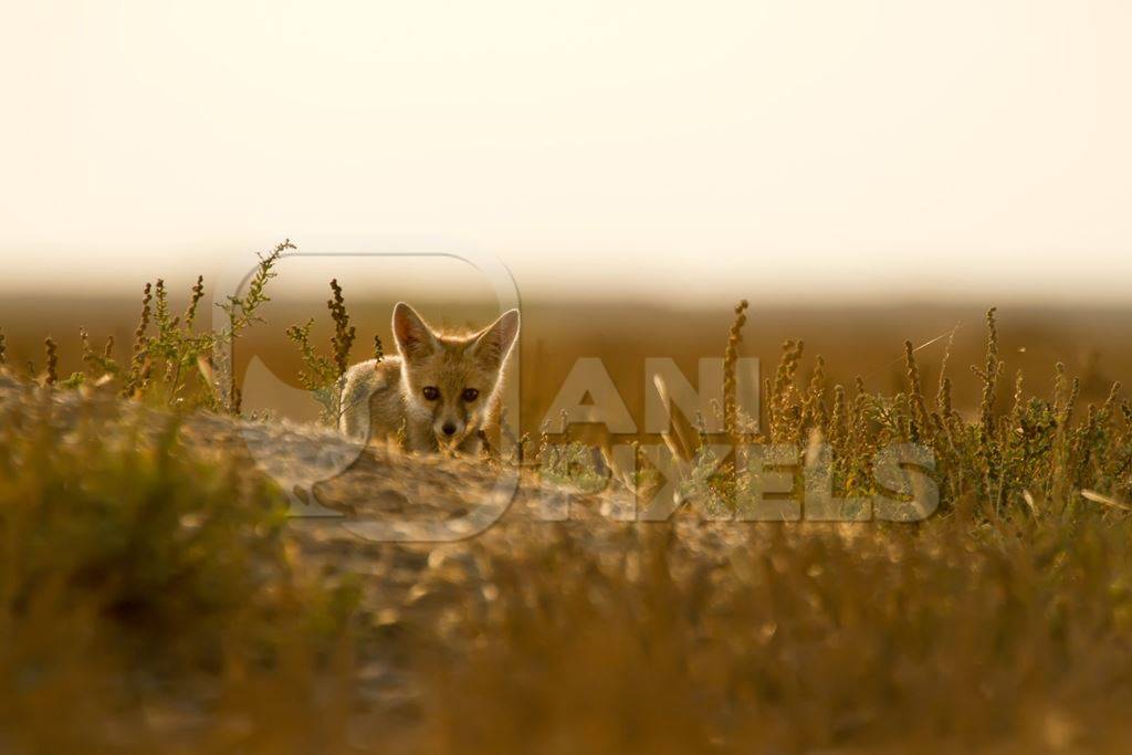 Small Indian fox in golden sunlight