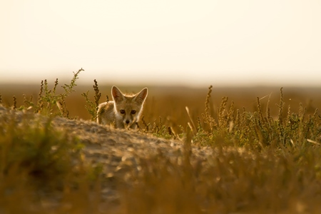 Small Indian fox in golden sunlight