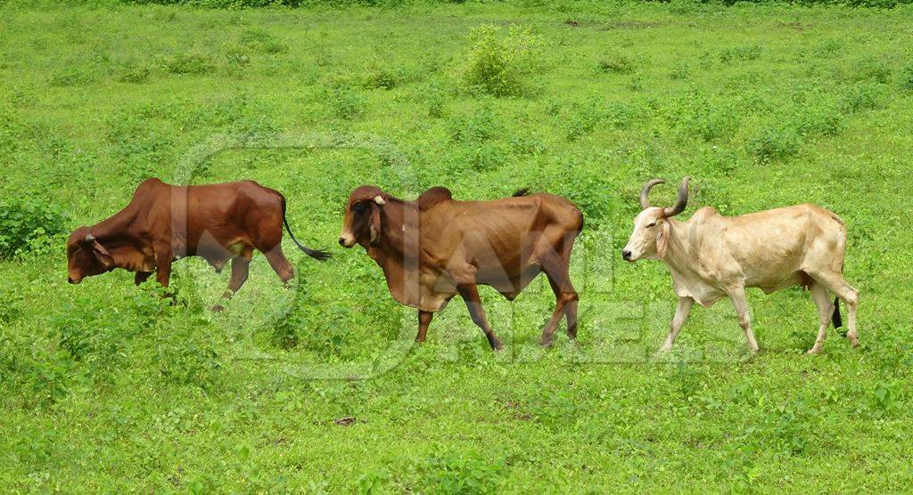 Cows in a green field in Gujurat