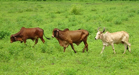 Cows in a green field in Gujurat