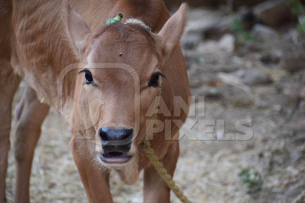 Cute brown dairy calf tied with rope