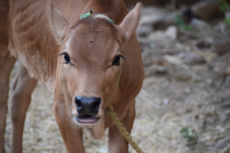 Cute brown dairy calf tied with rope