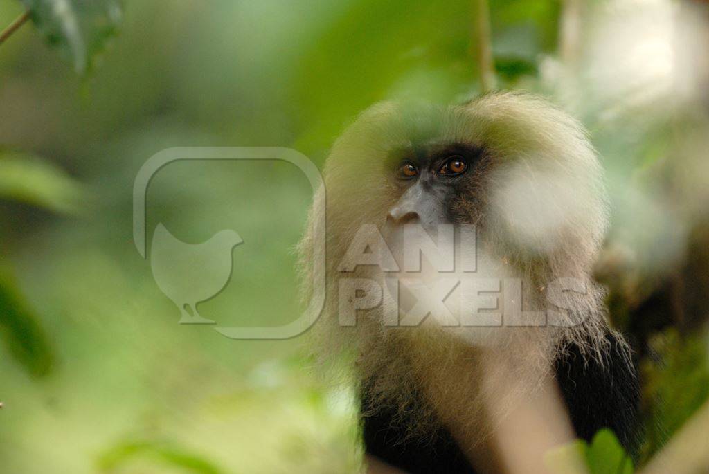 Lion tailed macaque in the forest