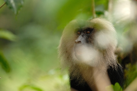 Lion tailed macaque in the forest