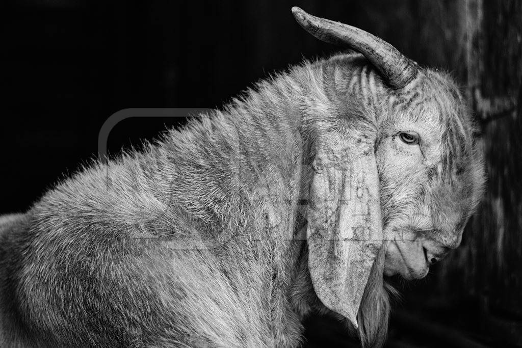 Large old goat in a doorway outside mutton shops in an urban city in black and white