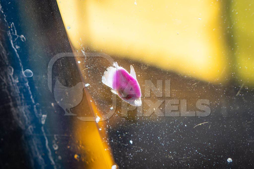 Dead fish floating in a tank at an underwater fish tunnel expo aquarium in Pune, Maharashtra, India, 2024