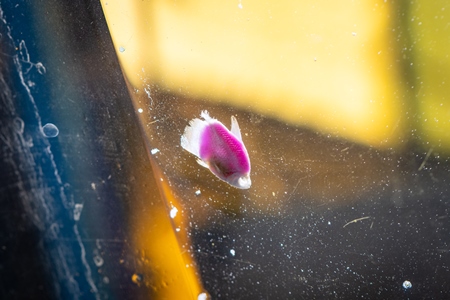 Dead fish floating in a tank at an underwater fish tunnel expo aquarium in Pune, Maharashtra, India, 2024