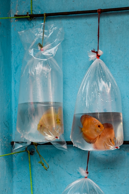 Discus aquarium fish in plastic bags on sale at Galiff Street pet market, Kolkata, India, 2022