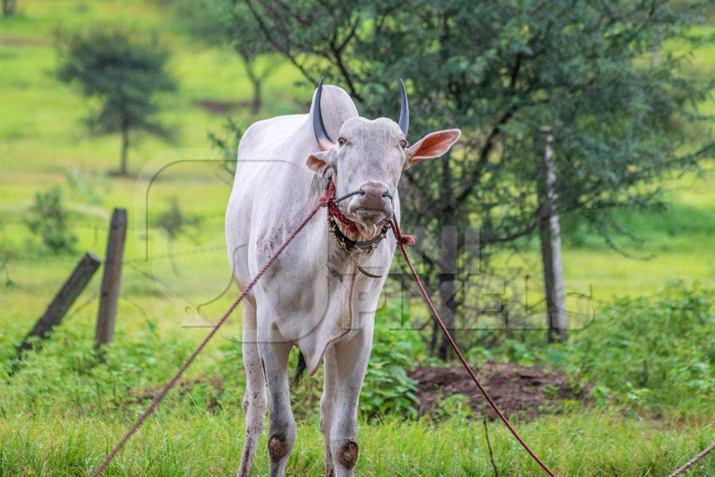 Working bullock tied up with nose ropes in green field likely Khillari breed of cattle