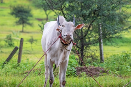 Working bullock tied up with nose ropes in green field likely Khillari breed of cattle