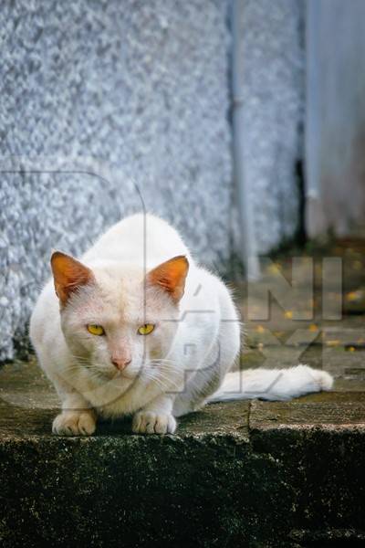 Street cat at Kochi fishing harbour in Kerala with blue wall background