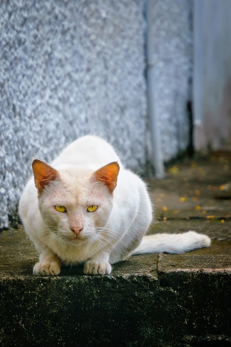 Street cat at Kochi fishing harbour in Kerala with blue wall background