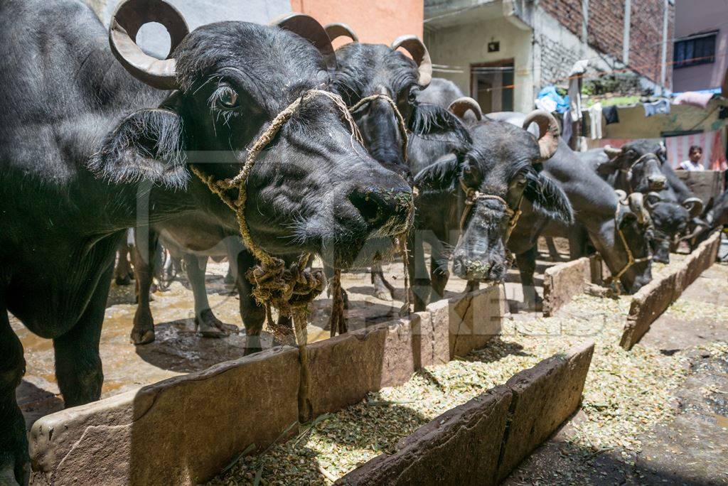 Farmed buffaloes  in urban dairy tied up and eating