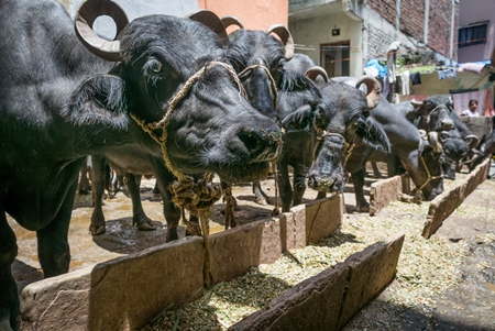 Farmed buffaloes  in urban dairy tied up and eating
