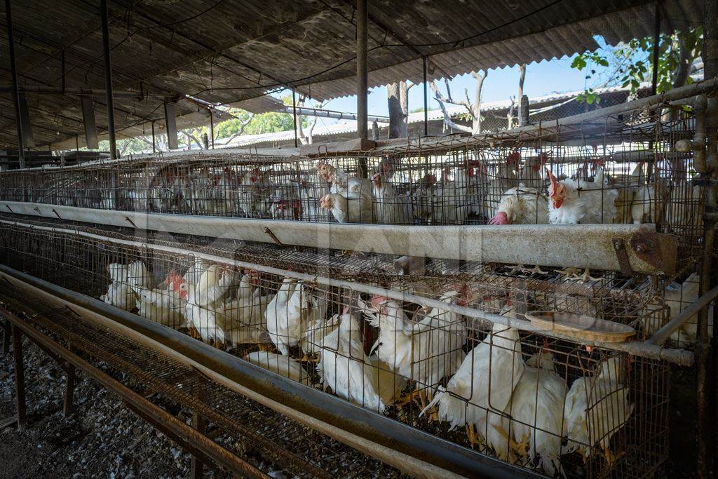 Indian chickens or layer hens in dirty battery cages on an egg farm on the outskirts of Ajmer, Rajasthan, India, 2022