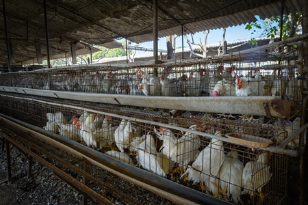 Indian chickens or layer hens in dirty battery cages on an egg farm on the outskirts of Ajmer, Rajasthan, India, 2022