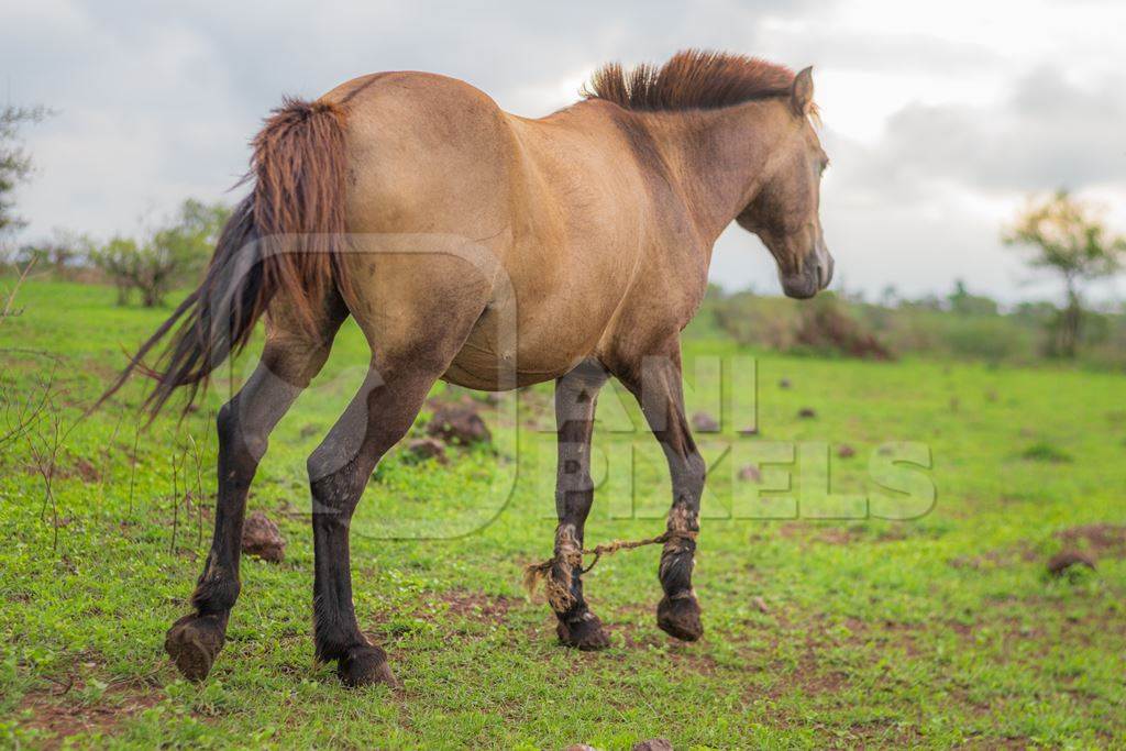 Indian horse tied with hobbles used for animal labour by nomads grazing in a field on the outskirts of a city in Maharashtra, India, 2021