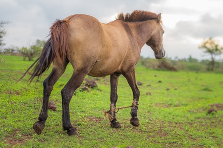 Indian horse tied with hobbles used for animal labour by nomads grazing in a field on the outskirts of a city in Maharashtra, India, 2021