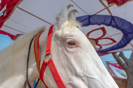 White Indian horses on sale at a horse fair inside Pushkar camel fair in Pushkar, Rajasthan in India