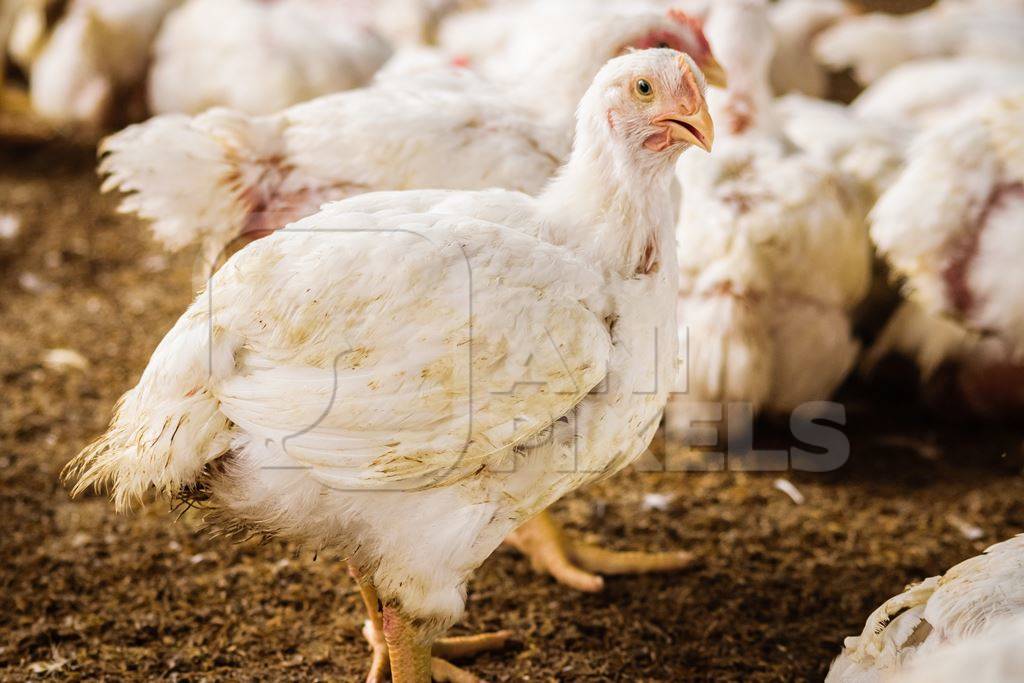 White broiler chickens raised for meat on a large poultry broiler farm in Maharashtra in India