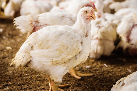 White broiler chickens raised for meat on a large poultry broiler farm in Maharashtra in India