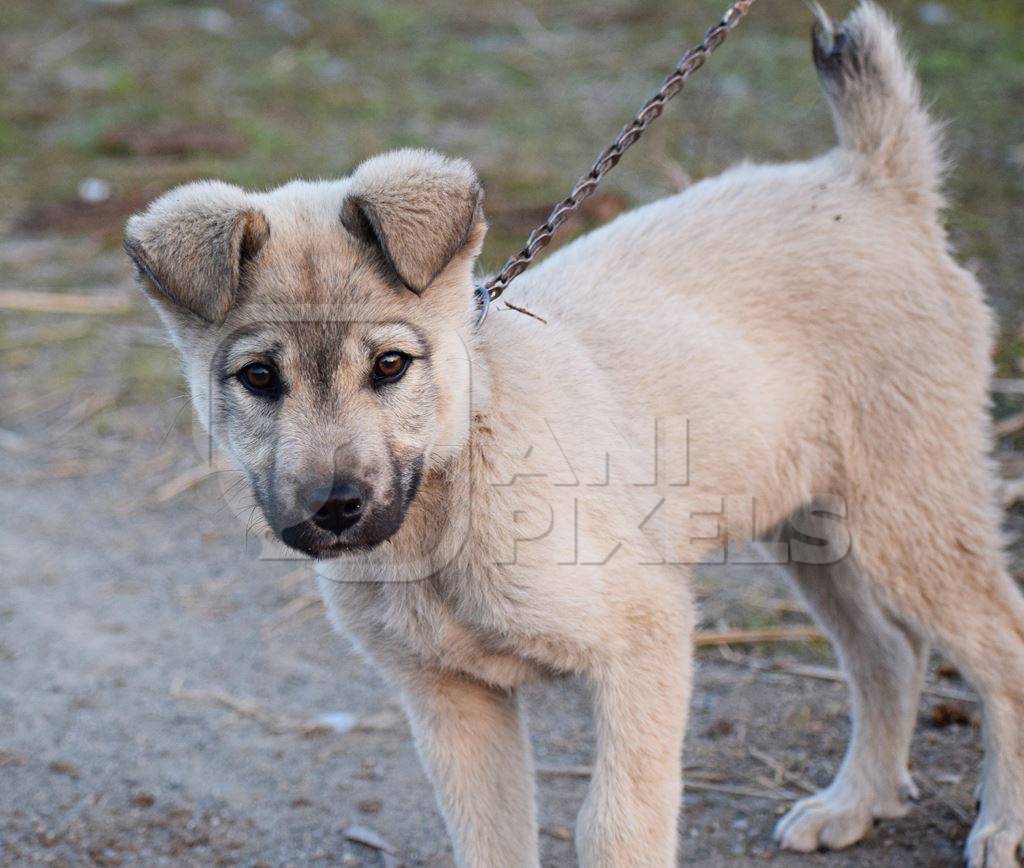 Photo of pet puppy dog kept chained, India