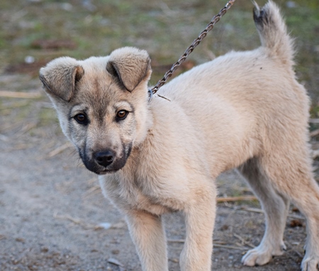 Photo of pet puppy dog kept chained, India