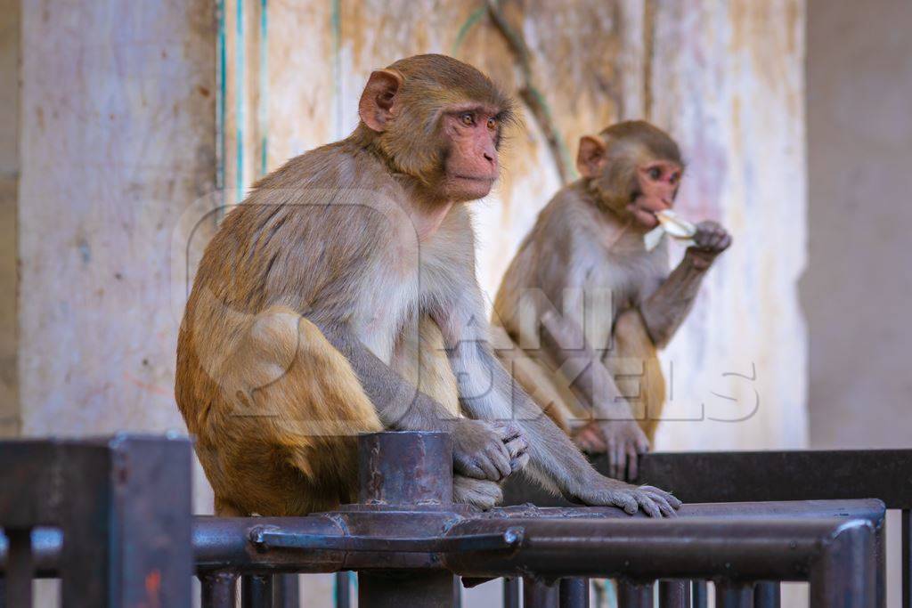 Two Indian macaque monkeys at Galta Ji monkey temple near Jaipur in Rajasthan in India