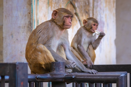 Two Indian macaque monkeys at Galta Ji monkey temple near Jaipur in Rajasthan in India