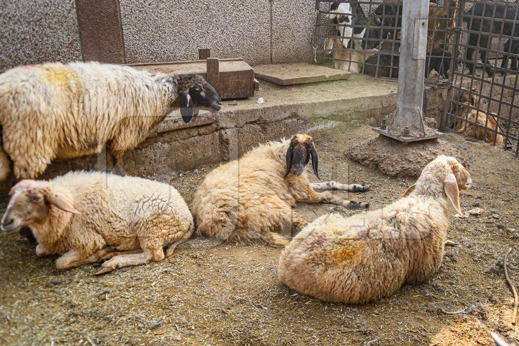 Indian sheep in an enclosure at the Ghazipur bakra mandi, Ghazipur, Delhi, India, 2022