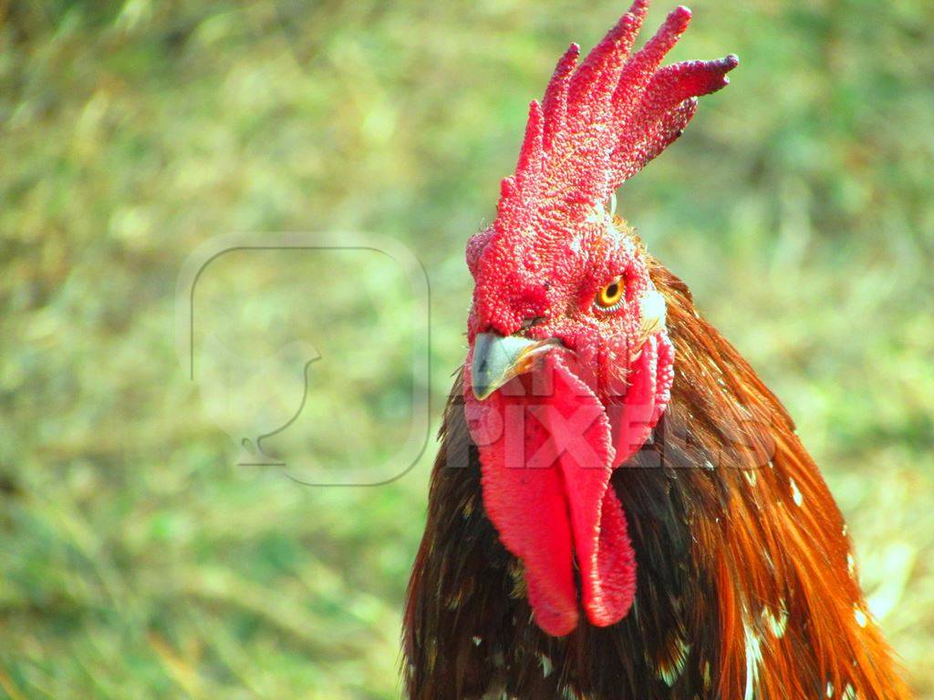 Close up of face of red cockerel and green grass background