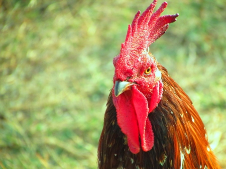 Close up of face of red cockerel and green grass background