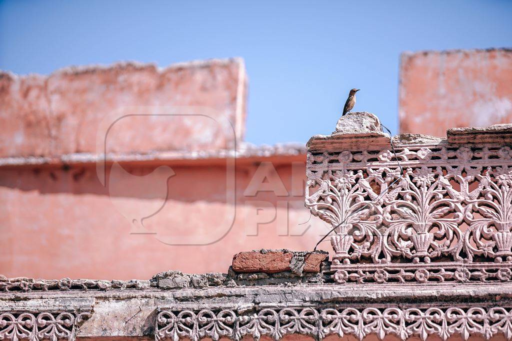 Small bird sitting on pink building