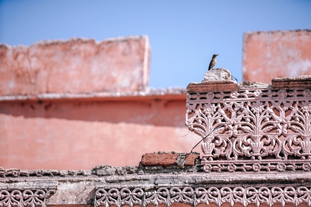 Small bird sitting on pink building