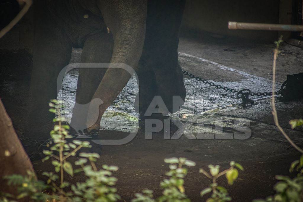 Elephant chained up in concrete shed at Rajiv Gandhi Zoological Park