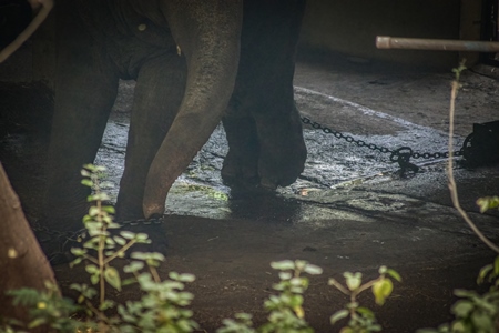 Elephant chained up in concrete shed at Rajiv Gandhi Zoological Park