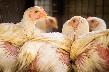 Broiler chickens packed into a cage at a chicken shop