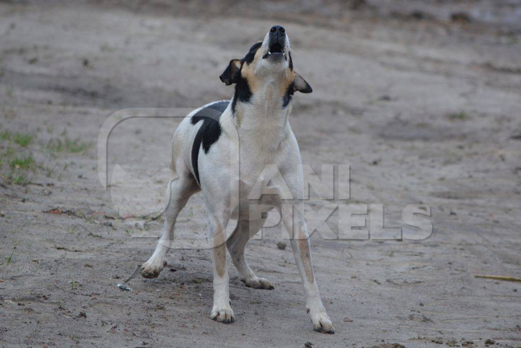Street dog barking or howling with grey background