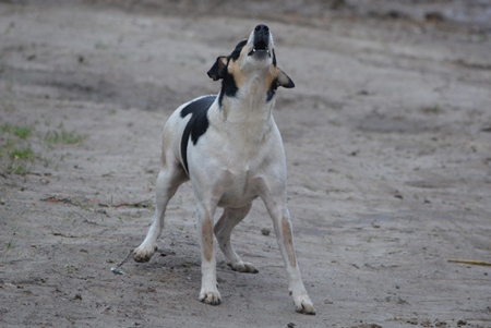 Street dog barking or howling with grey background