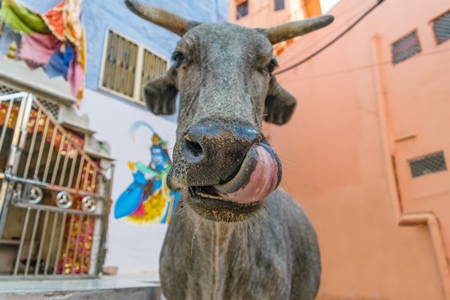 Close up of face of large grey street cow with tongue in city of Jodhpur in Rajasthan