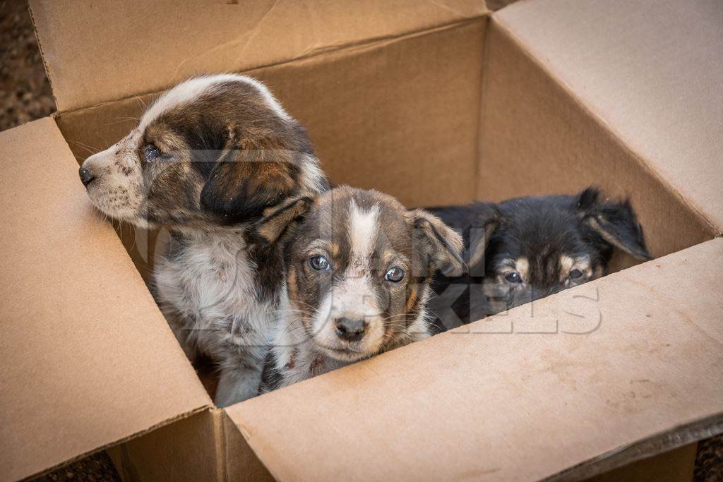 Cardboard box of three small abandoned street puppies in an urban city