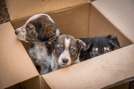 Cardboard box of three small abandoned street puppies in an urban city