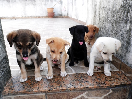 Litter of five street puppies of different colours sitting on ground