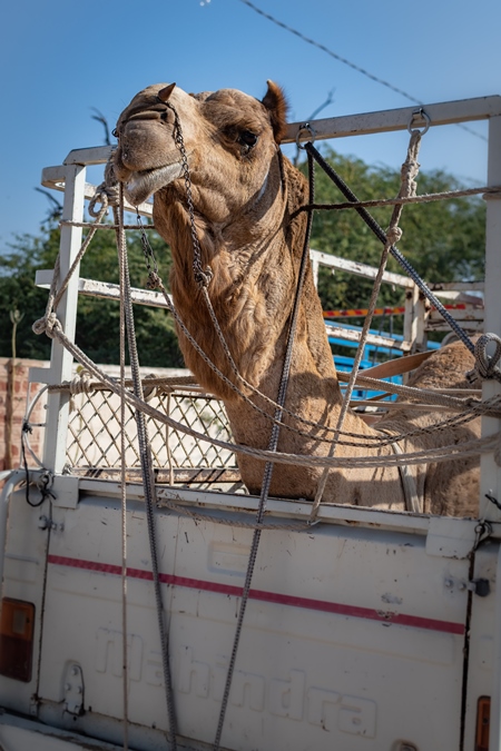 Indian camel in truck being transported at Nagaur Cattle Fair, Nagaur, Rajasthan, India, 2022